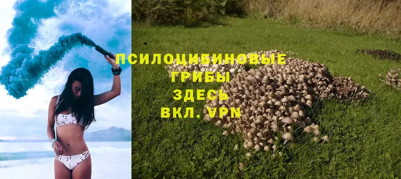 Псилоцибиновые грибы MAGIC MUSHROOMS  blacksprut рабочий сайт  Опочка  купить наркотики цена 